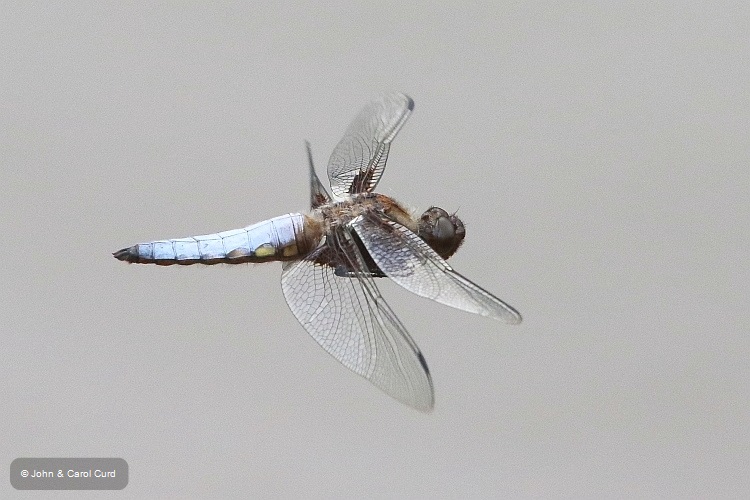 J16_2117 Libellula depressa male flight.JPG